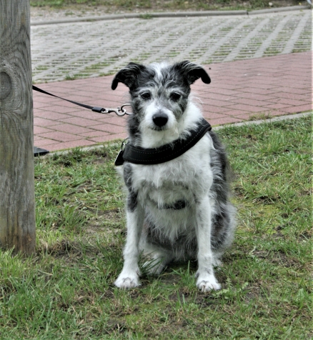 Fiffy - 476 hoch